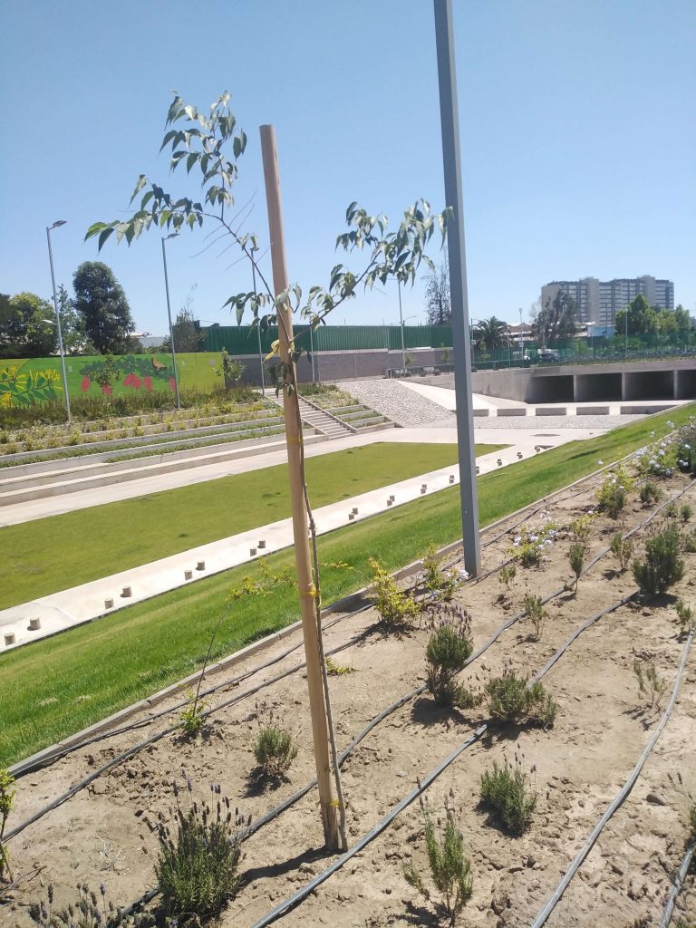 Paisajismo terminado en Parque Víctor Jara, obra DOH Metropolitana
